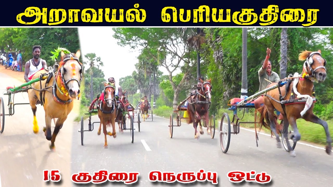 சிவகங்கை மாவட்டம் ஆறவயல் பெரியகுதிரை பந்தயம் 27,04,2025