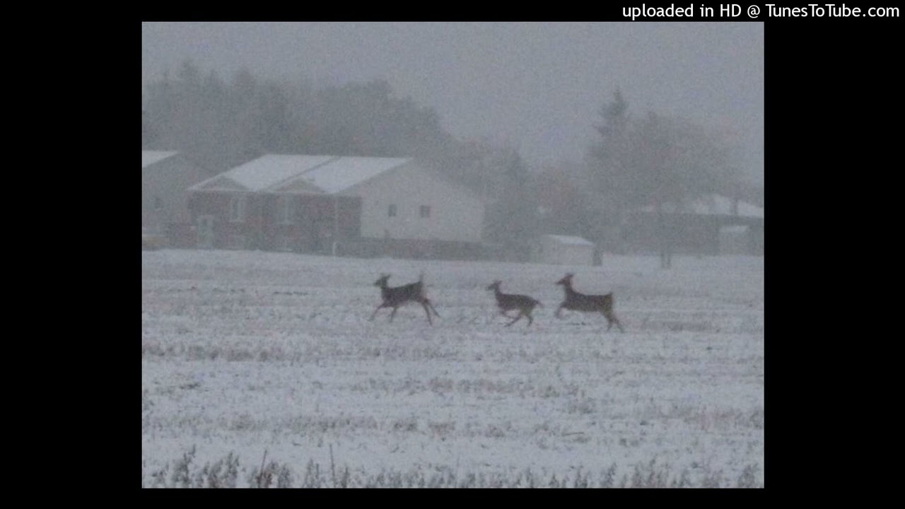 free indie folk + adrianne lenker + acoustic guitar type beat - i'll be waiting