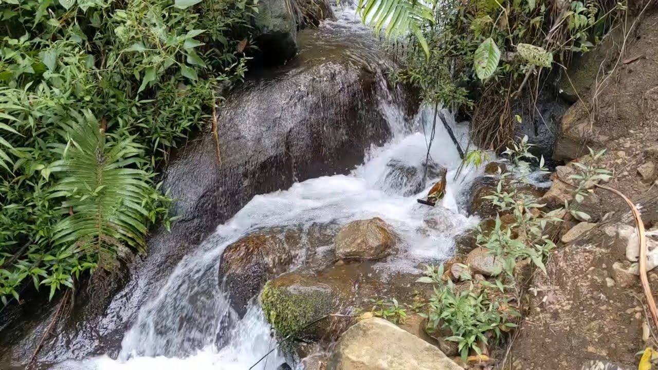 Quiet Forest Birds Along a Serene River – Natural Soundscape for Sleep & Relaxation
