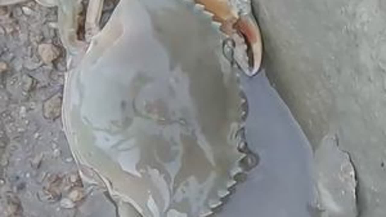 泰叔去别墅区找一找，搬开石板可能有惊喜，这肥大青蟹真不错啊 #赶海赶海赶海啦 #螃蟹🦀 #海鲜 #青蟹 #螺