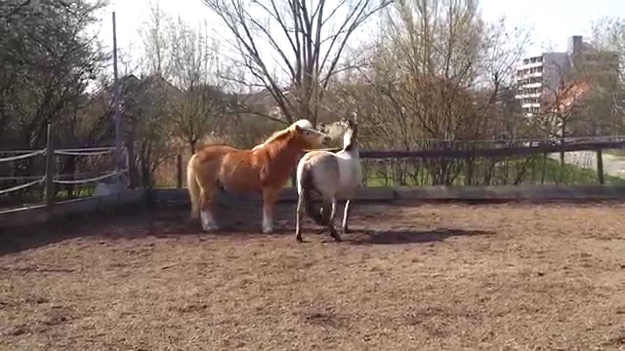 2 Wallache gewöhnen sich aneinander