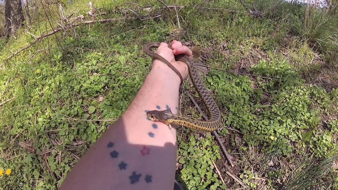 Herping Philly!! Garter Snakes, Dekays and Turtles.. Crazy Day!!