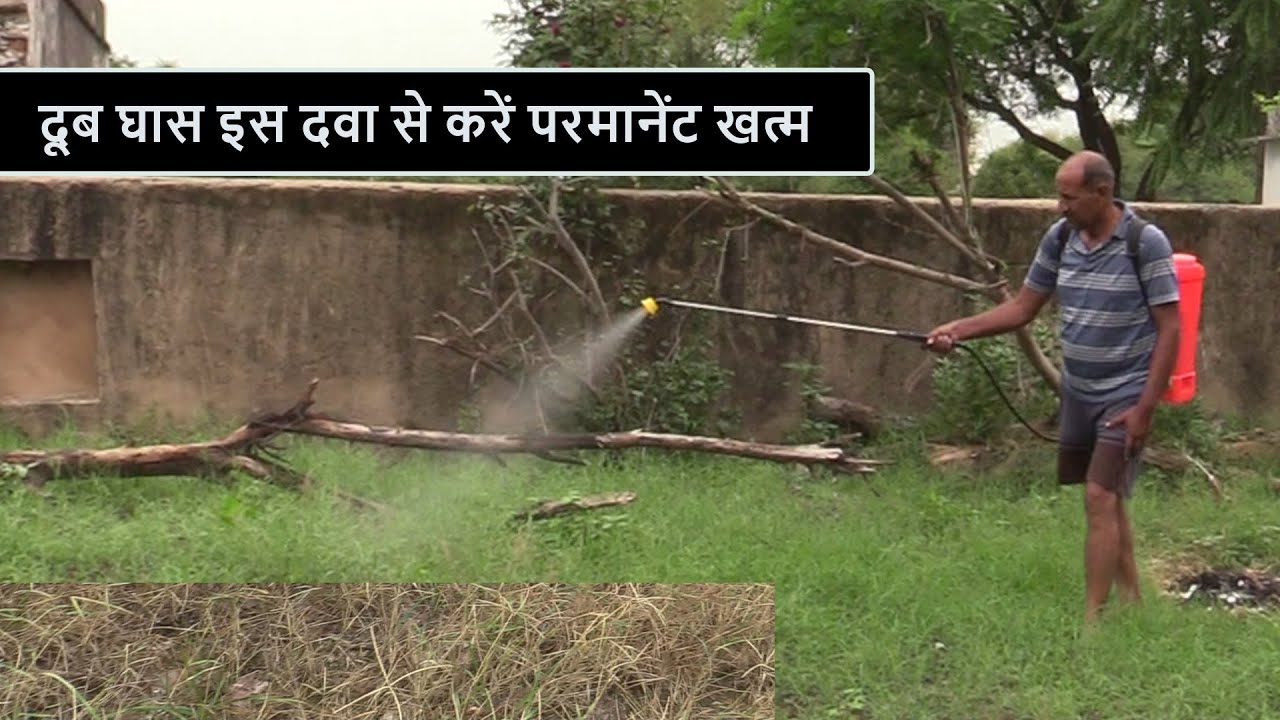 दूब घास की रोकथाम कैसे करे | दूब घास को कैसे खत्म करें | How to Control Doob Grass | Meera 71