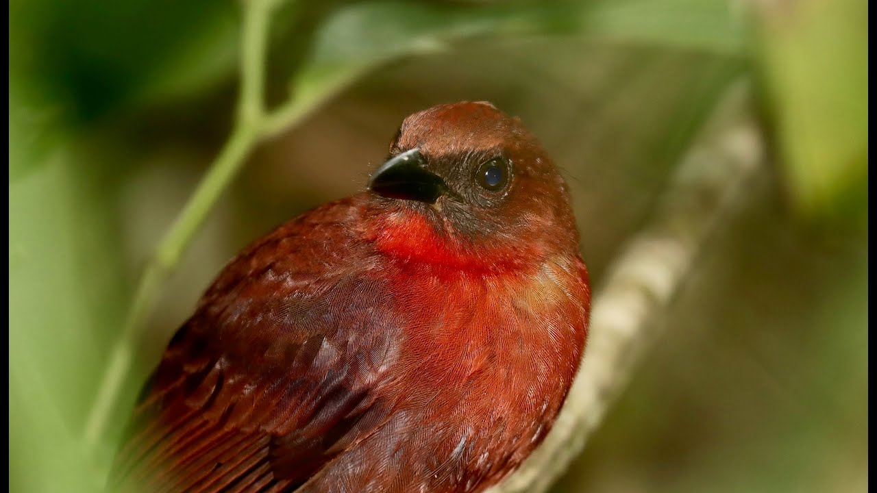 Tanagers  of the Americas 2—A Global Birding Species Special with MORE STUNNING TANAGERS!!