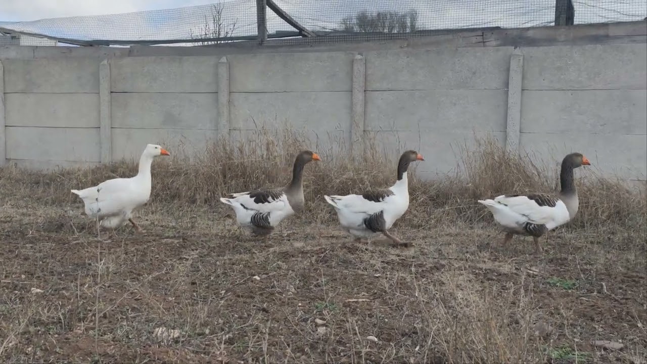 Çorum Kazlarimiz Yabani Ot Mücadelesi.