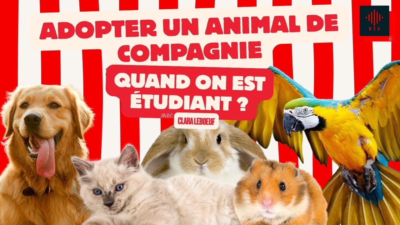 ADOPTER DES ANIMAUX - UN VRAI ENGAGEMENT 