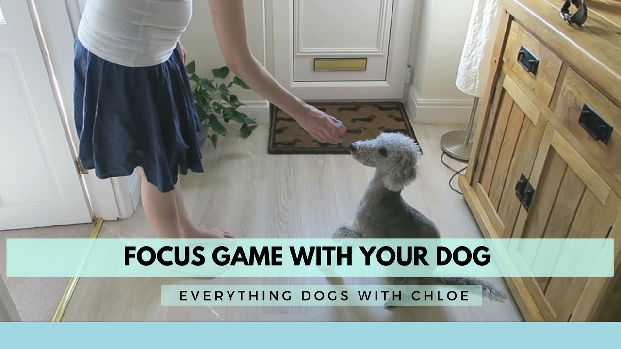 BRAIN GAMES TO PLAY WITH YOUR DOG - FOCUS GAMES FOR DOGS