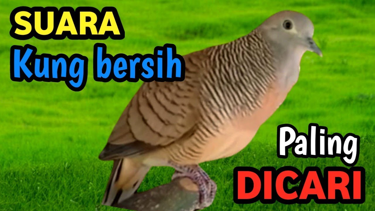 Golden Stream Symphony – Suara Alam Sungai untuk Perkutut Juara Kelas Sultan