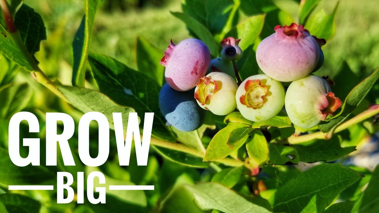 Blueberry Success Year After Year | Our Spring Care & Feeding Routine