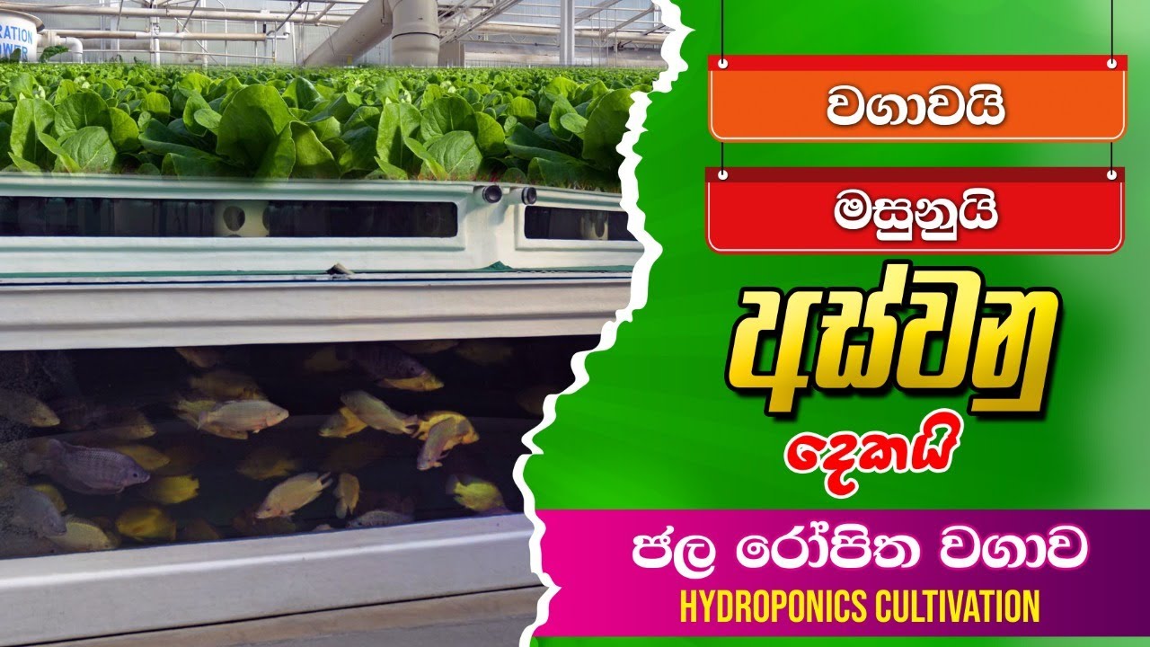 Hydroponics, නිර්පාංශු වගාව,.    BST Saman, Biosystems Technology,