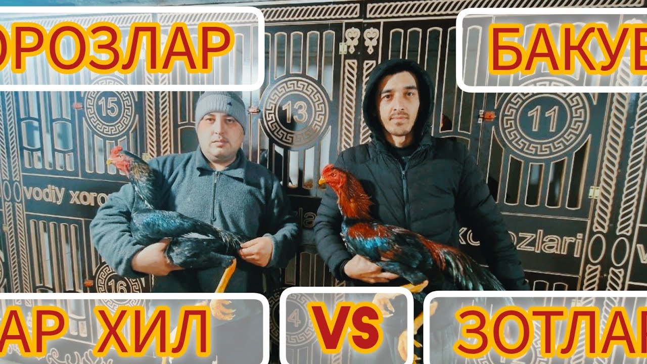 ХОРОЗЛАР БАКУВИ ВА ФОЙДАЛИ МАСЛАХАТЛАР КИСКАЧА
