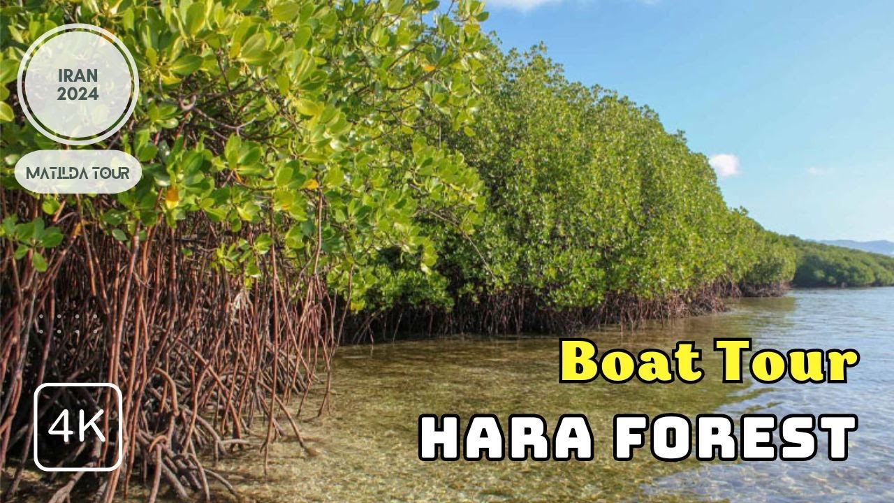 Exploring HARA FOREST BOAT TOUR, Mangrove Trees, QESHM ISLAND, IRAN⎮February 2024⎮4K 30FPS