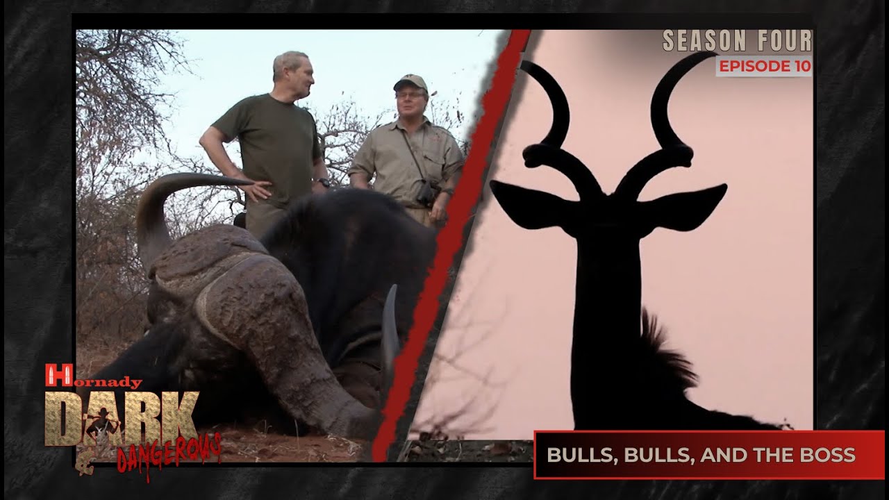 Bulls, Bulls, And the Boss I Hornady's Dark & Dangerous S4 Ep 10