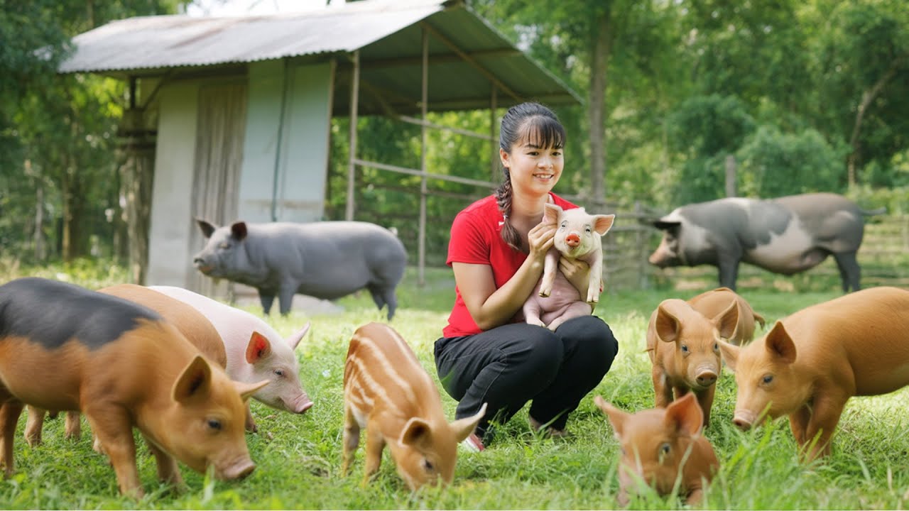 TIMELAPSE -- Building Complete DIY Pig Farm with Iron Fence - Go to Countryside Market Buy Piglets