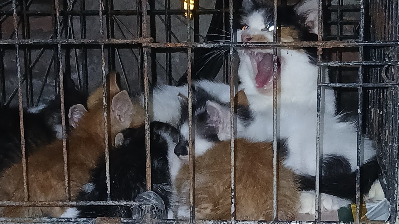 Tawakal Cats sedang live sekarang!