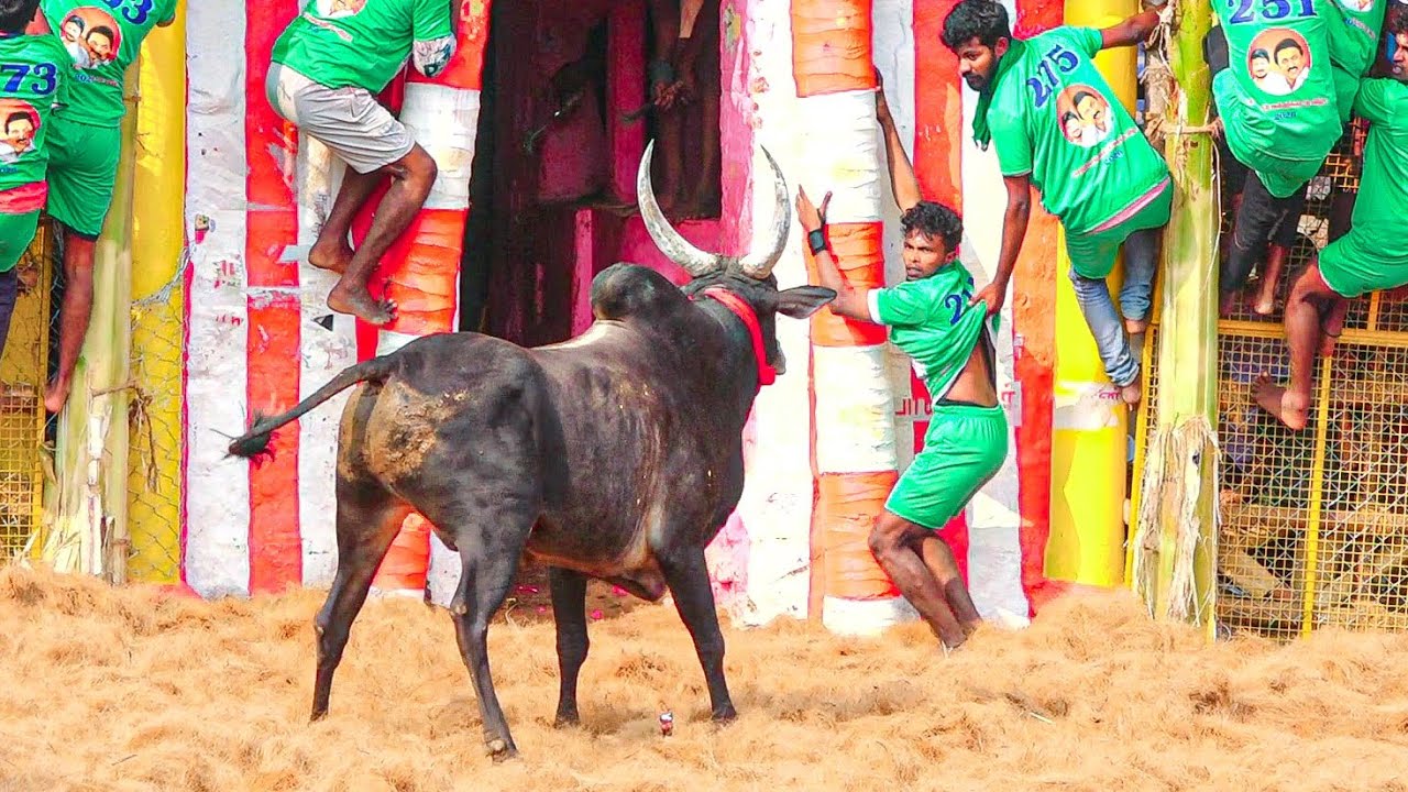 Palamedu Jallikattu 2026 Videos 08 | பாலமேடு ஜல்லிக்கட்டு 2026 Videos 08