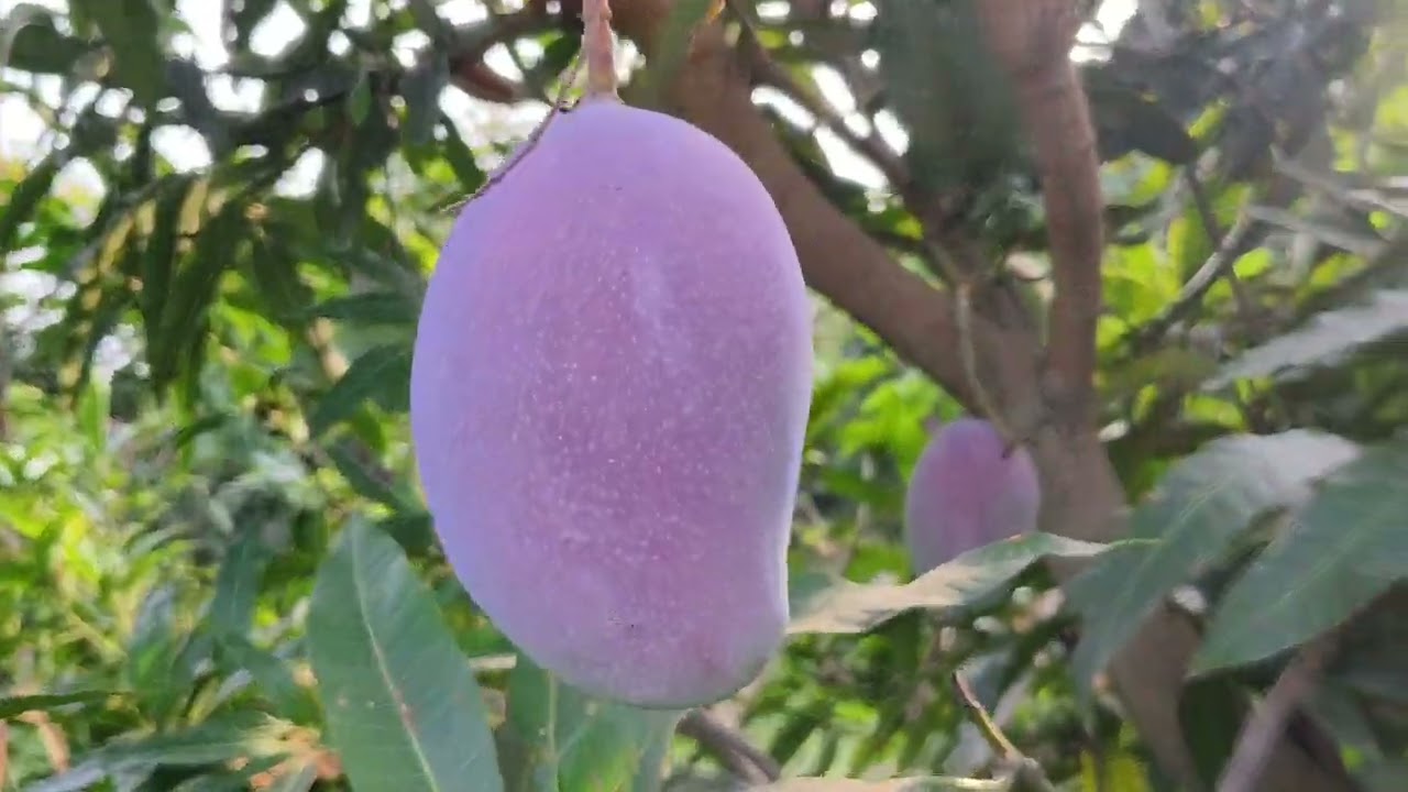 रंगीन प्रजातियो का अवलोकन , भाग- 2 ,इंडो इजराइल सेंटर ऑफ एक्सीलेंस फॉर फ्रूट्स बस्ती