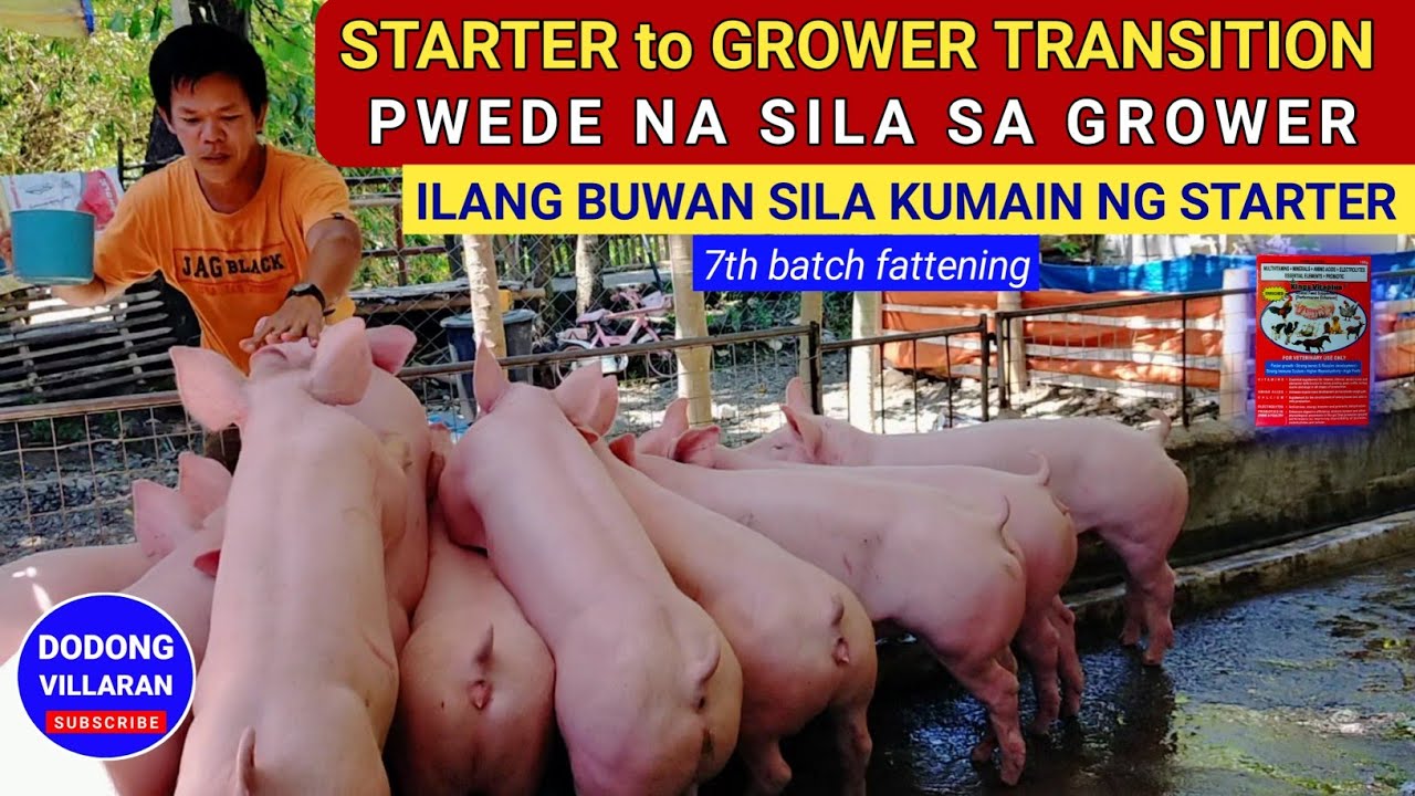 STARTER to GROWER TRANSITION / Pwede na sila sa Grower / 395