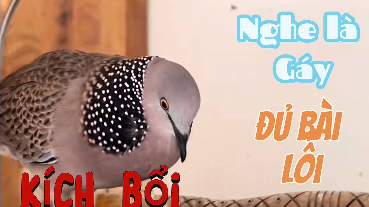 CHIM CU GÁY GIỌNG THỔ CỰC HAY – GÁY GỌI, THÚC, GÙ ĐỦ BÀI – KÍCH BỔI NHANH NỔI