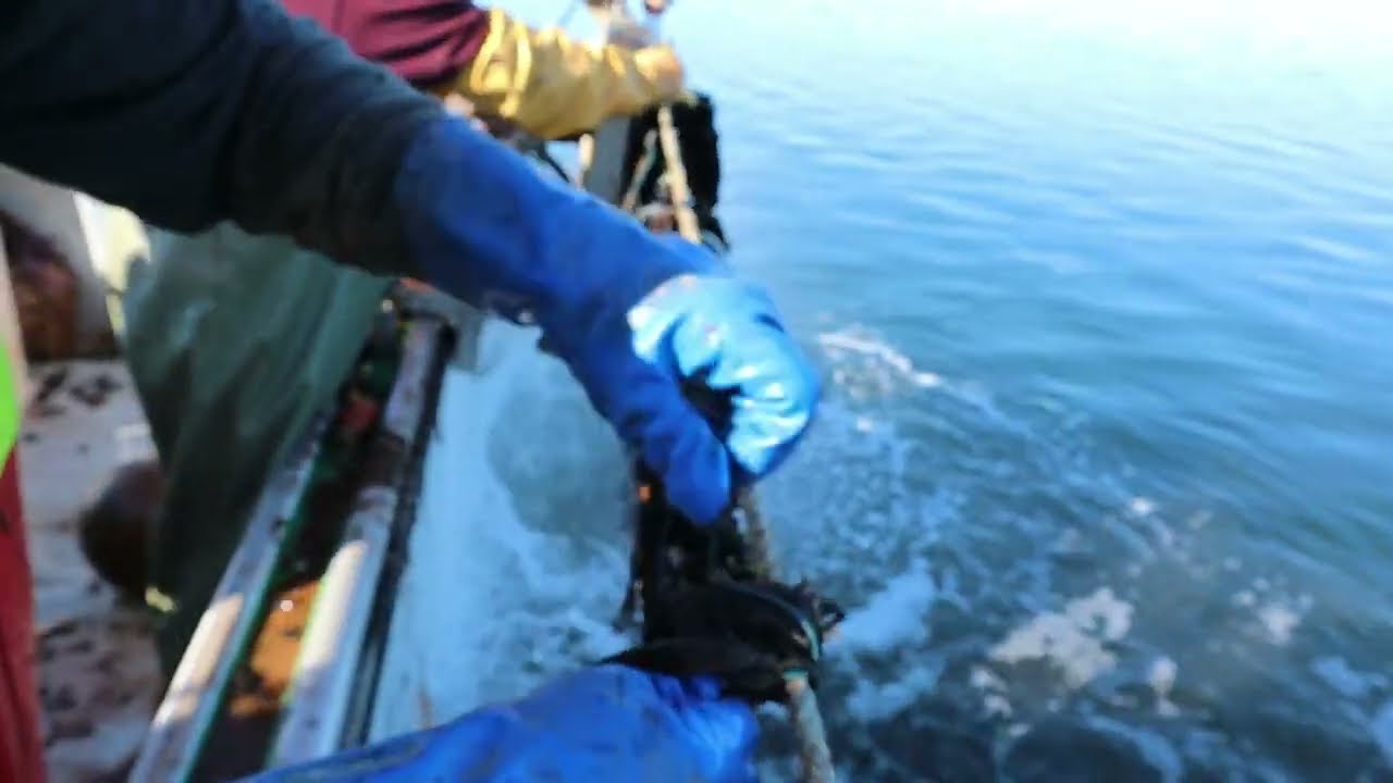 Mussel Farming, Transferring Socks