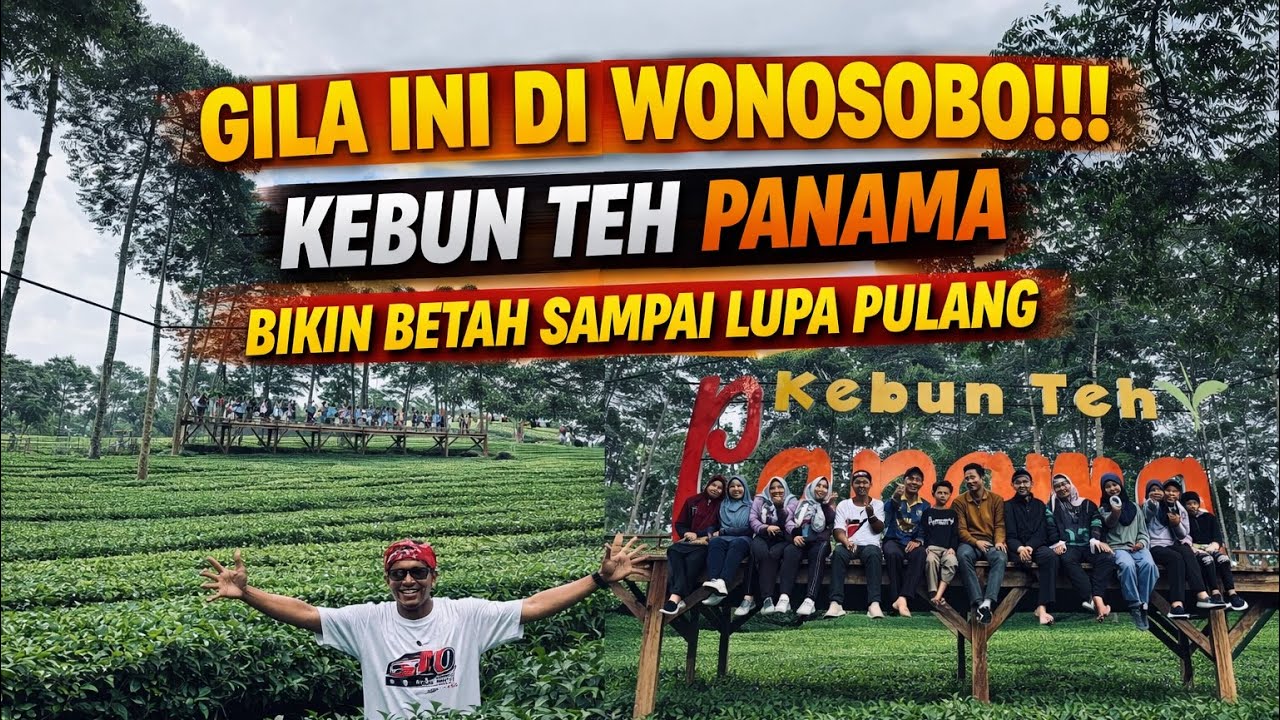GILA… INI DI WONOSOBO?! 🌿 Kebun Teh Panama Bikin Lupa Pulang!!!