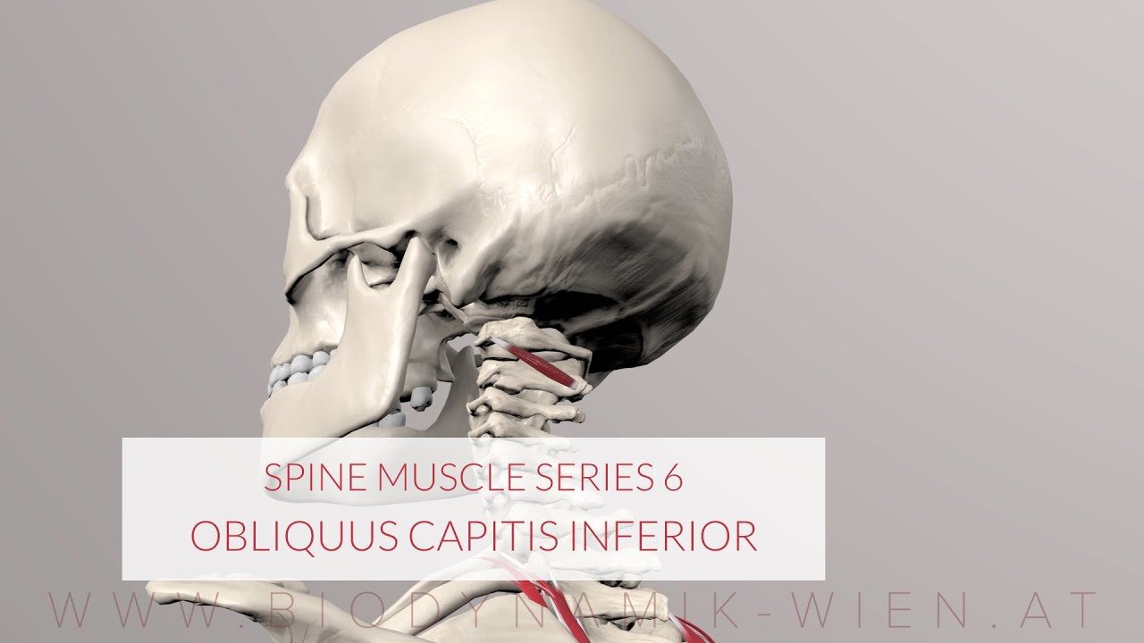 Spine Series Part 6, Neck Muscles: Obliquus Capitis Inferior (3D Animation)