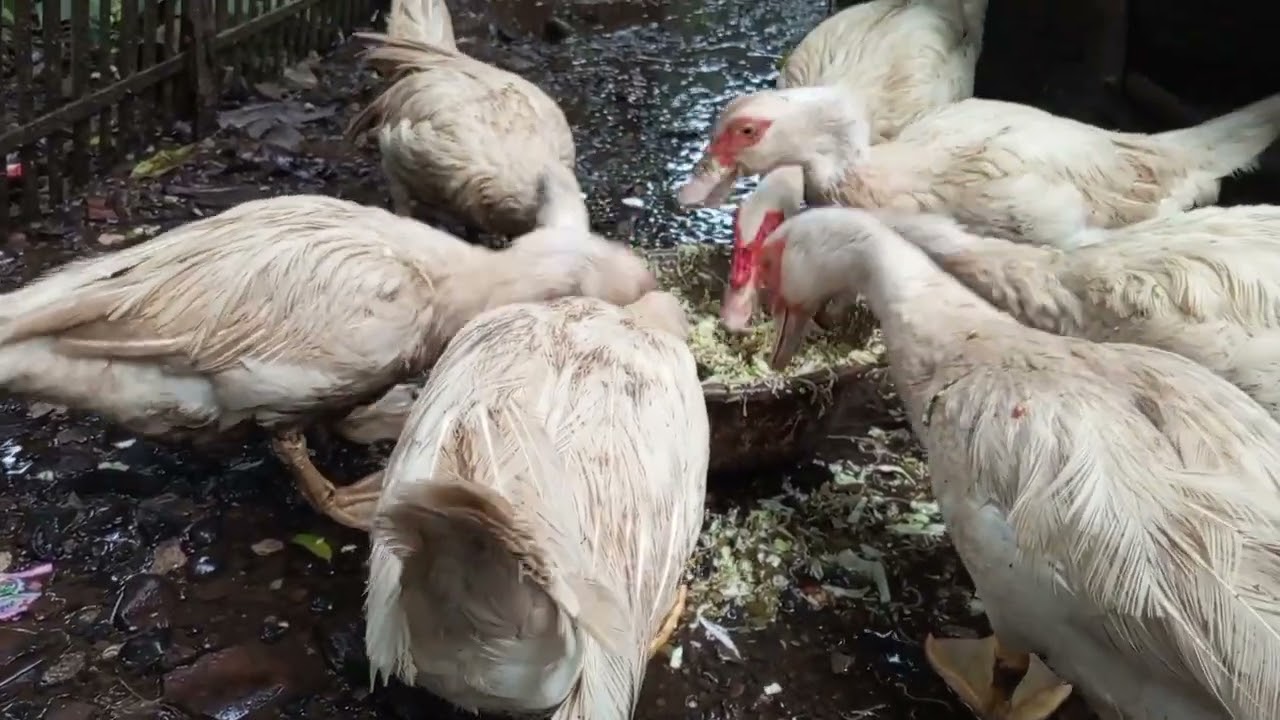 Ternak Entok Kampung 