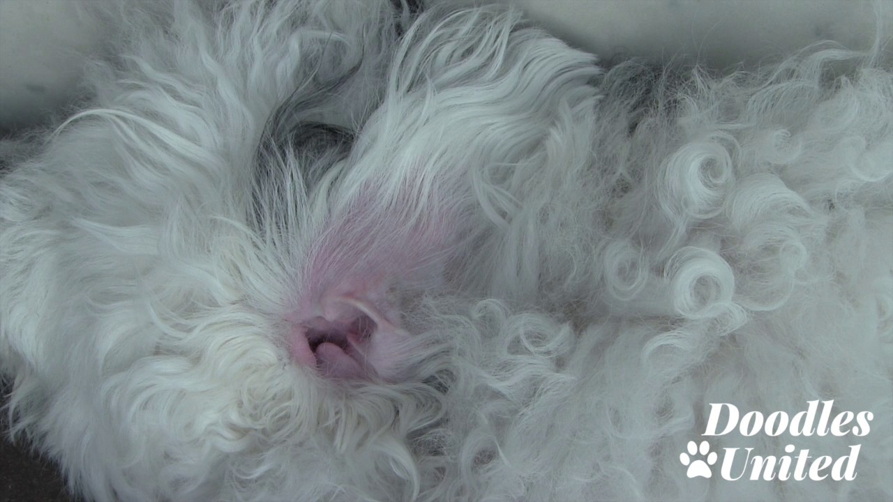 How to Pluck Your Doodle Dog's Ear Hair | Sheepadoodle, Goldendoodle, Labradoodle...