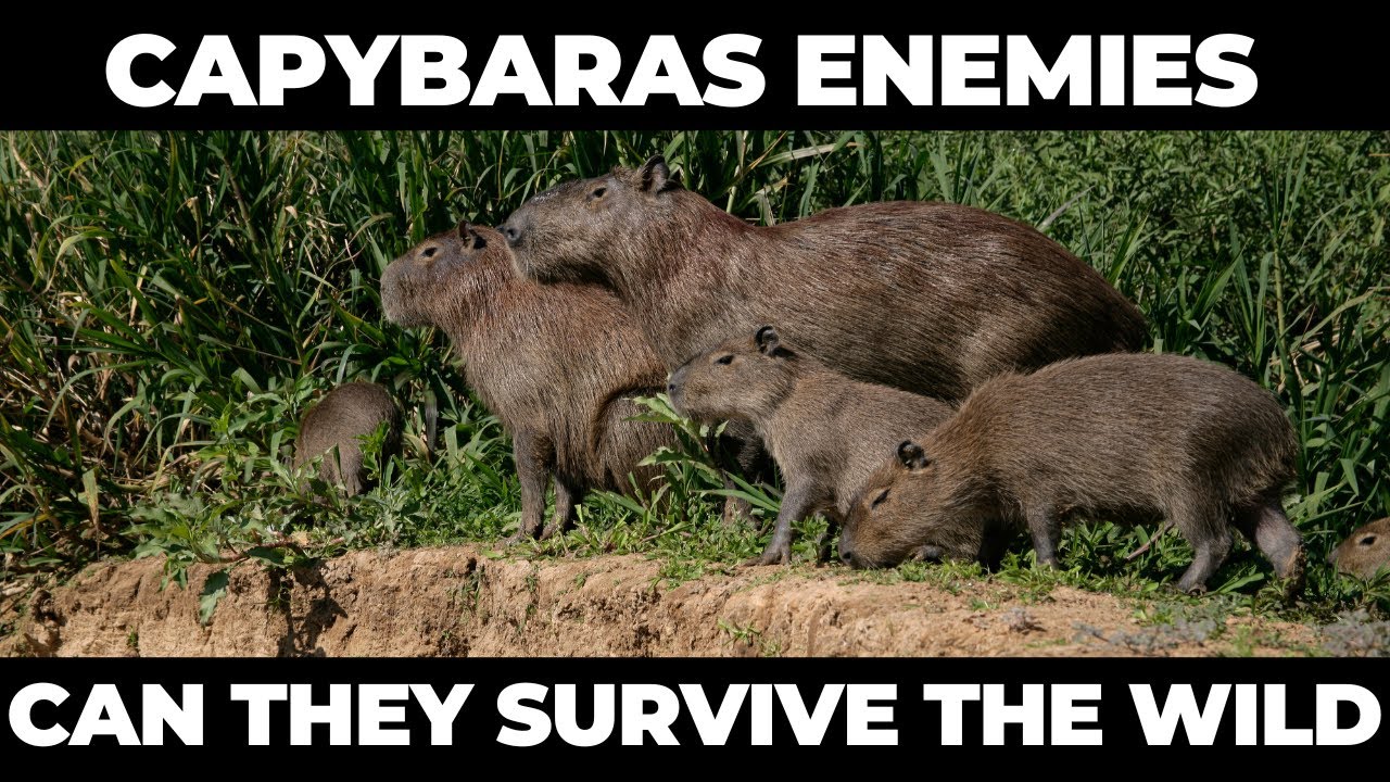 Capybara&rsquo;s Greatest Foes Can They Survive the Wild!