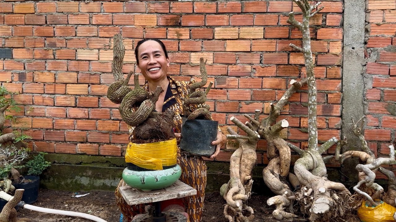 Phôi me sữa đế dáng co lắc quái siêu đẹp bonsai giao lưu toàn quốc ☎0939.820.338 Thúy Phượng
