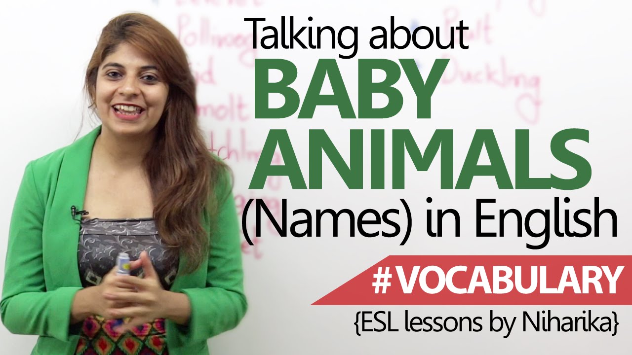 Learn English - Baby Animals names ( Beginner English Lesson)