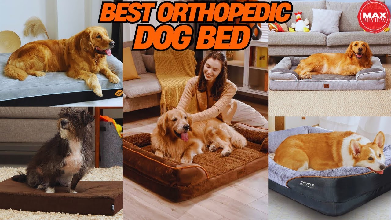 Top 10 Best Dog Bed of 2025 (Don't Buy Before Watching This)
