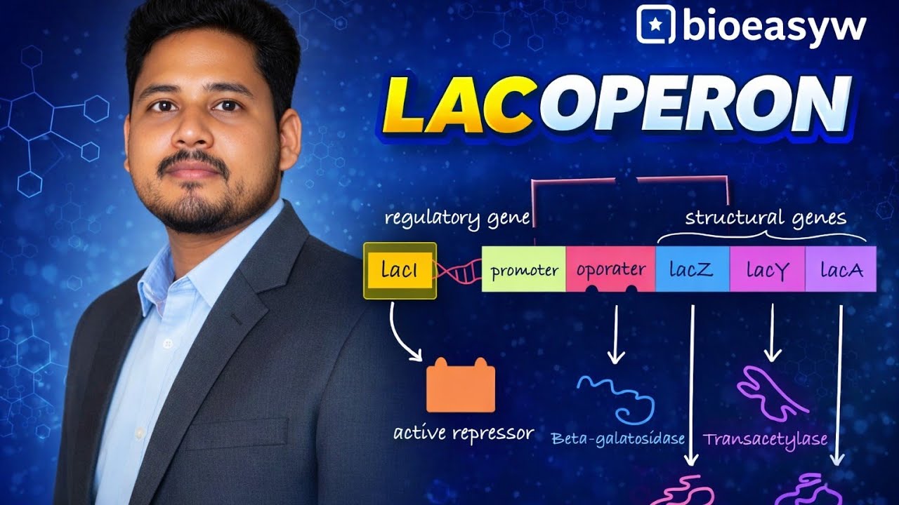 The Lac Operon: Regulation of Lactose Metabolism in E. coli. @bioeasyw 