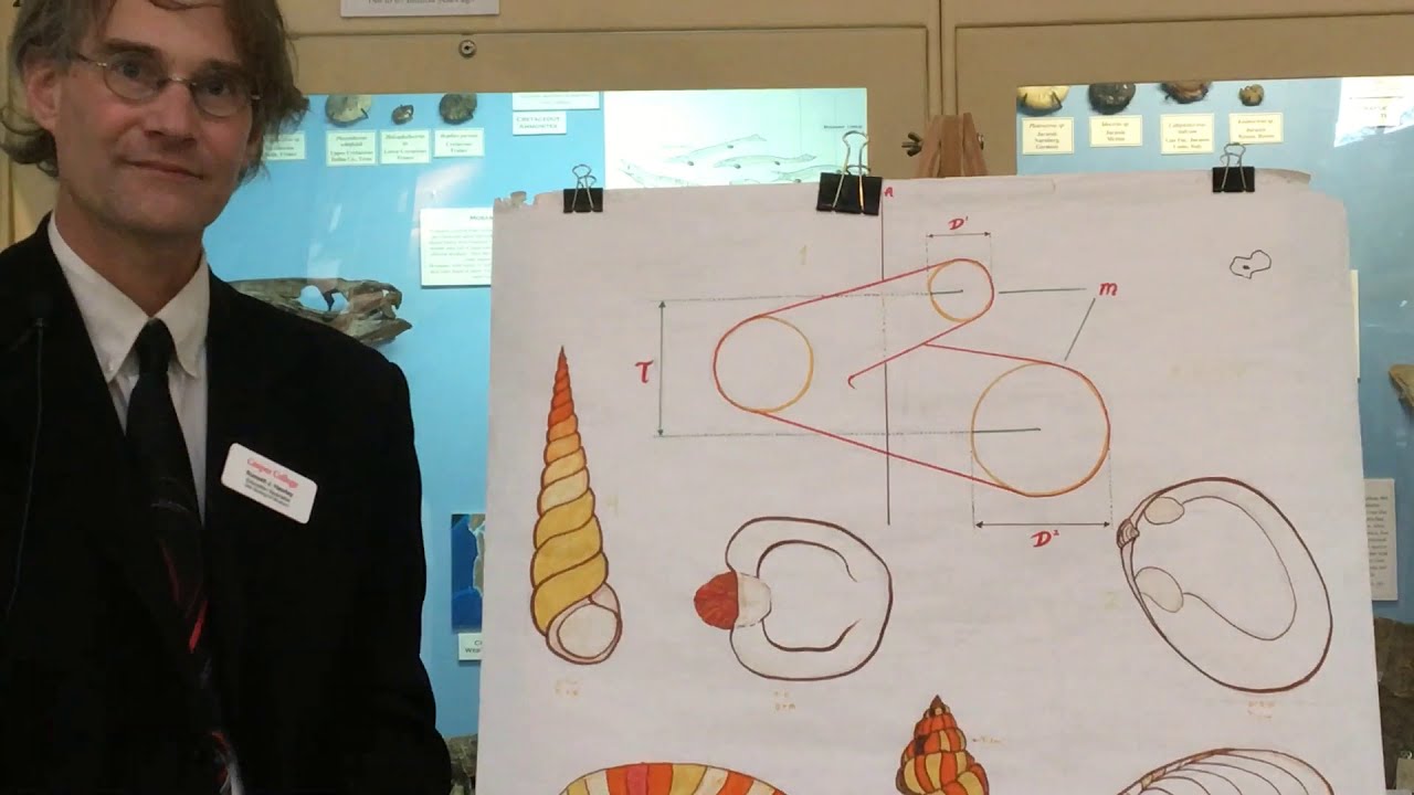 Tate Talk - Как растут морские ракушки - часть 1