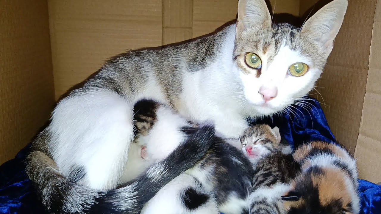 Mother cat notices her kittens need more milk as they start moving