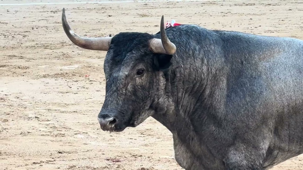 Salida 4º toro de JOSÉ ESCOLAR: 