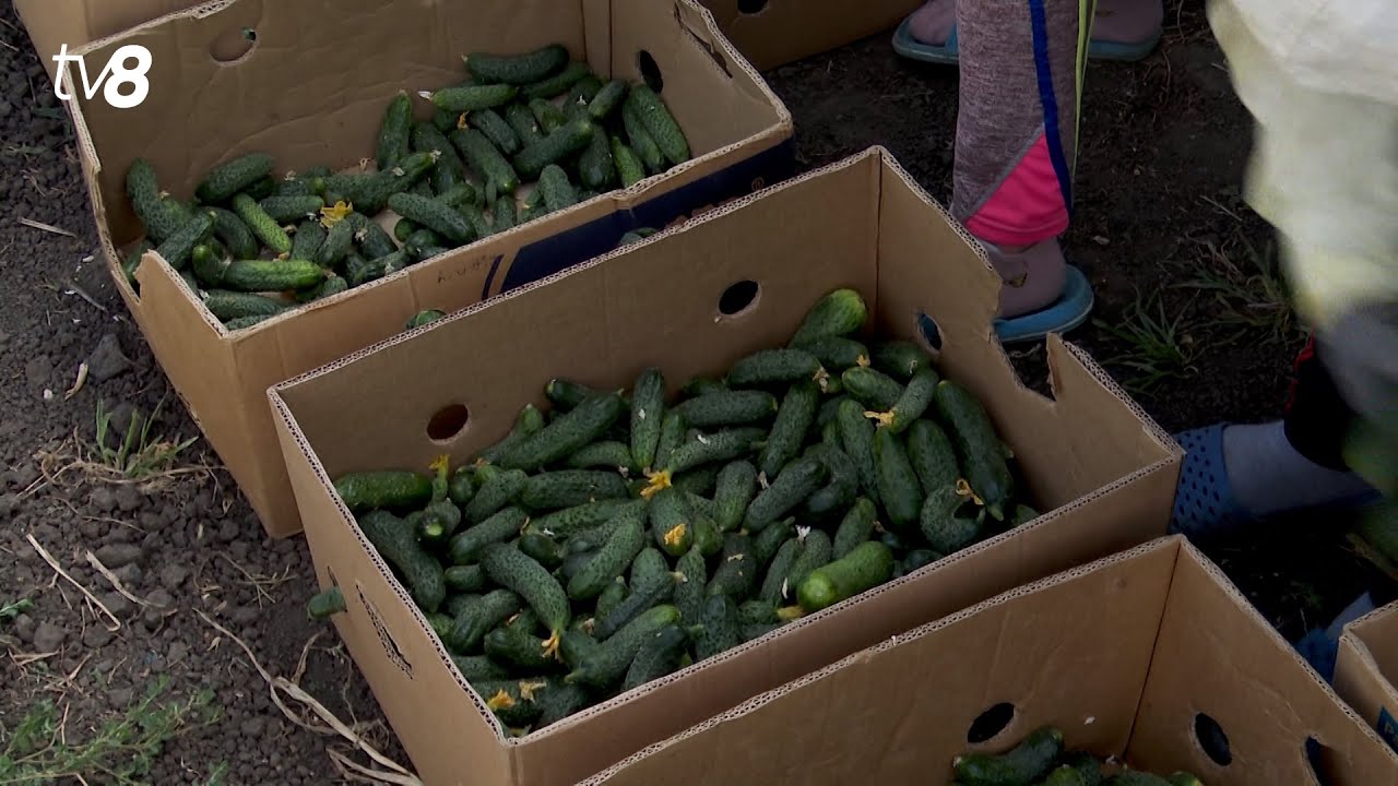 Afacere profitabilă cu castraveți. Procesatorii spun că pe piață este un deficit de castraveți