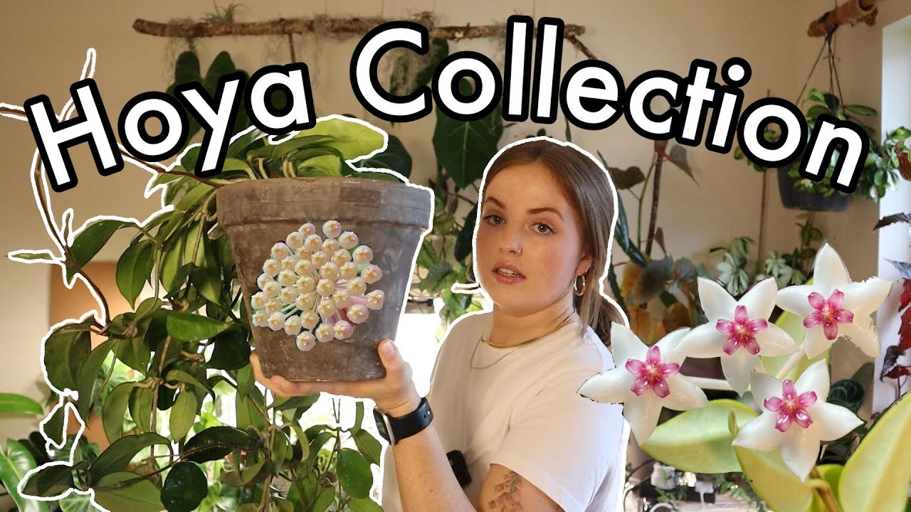 Экскурсия по моей коллекции Hoya!