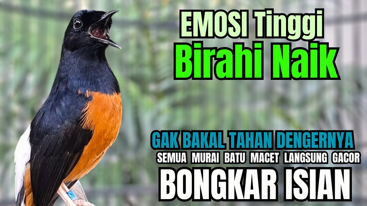 PANCINGAN murai Batu FIGHTER NEMBAK ISIAN GANAS !! Semua murai mental drop dengar ini AUTO EMOSI