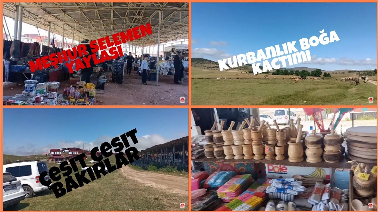 MEŞHUR SELEMEN YAYLASI/KAÇAN KURBANLIK BOĞA/HERBİRİ ŞAHANE KÖY ÜRÜNLERİ
