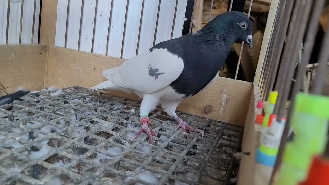Obcy z numerem telefonu. Kawałek drogi ma do domu. Rano pokazały moc🔥💪Jastrząb zrobił swoje 🥵