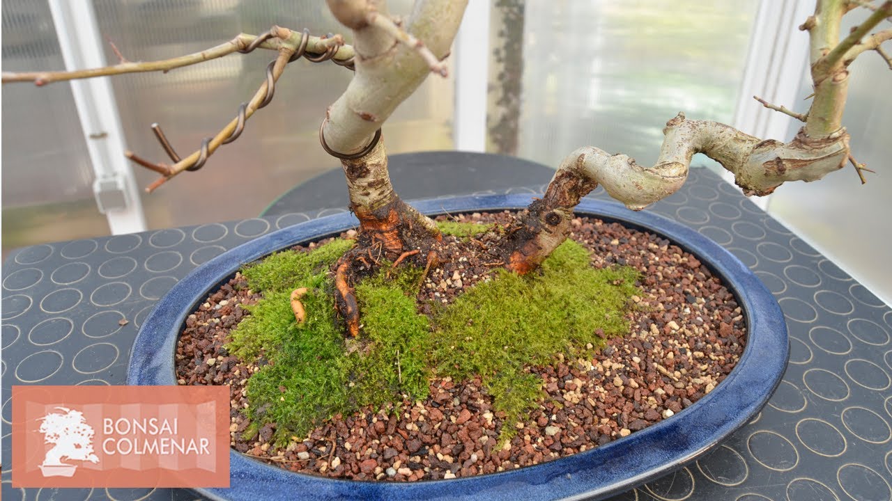 Doble tronco de crataegus - Bonsai Colmenar