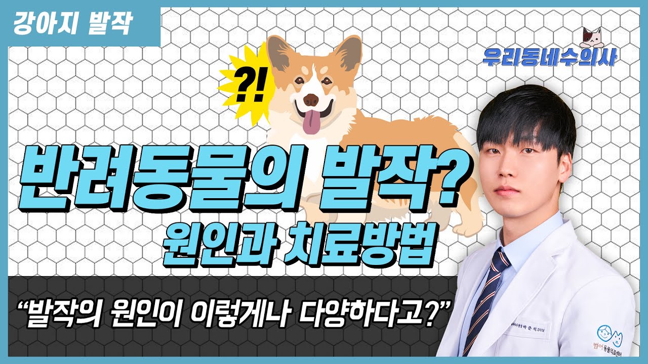강아지 발작의 원인과 치료방법은?! [우리동네수의사]