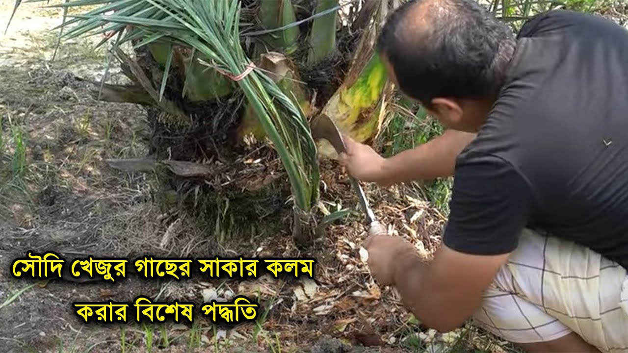 সৌদি খেজুর গাছ সাকার কলম করার বিশেষ পদ্ধতি  | ওমান দেশের নিয়ম ফলো করে | Dates garden Bangladesh