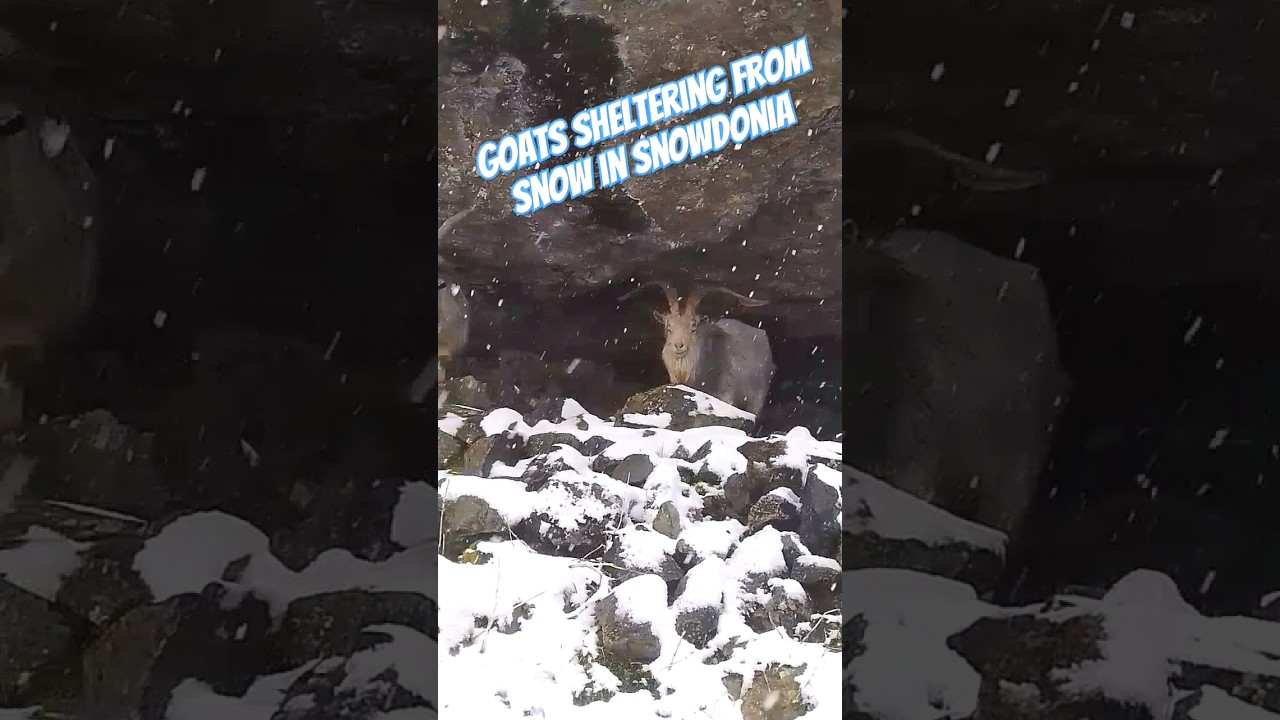 FERAL goats taking shelter from a Welsh winter snowstorm in ERYRI #nature #snowdonia #goats