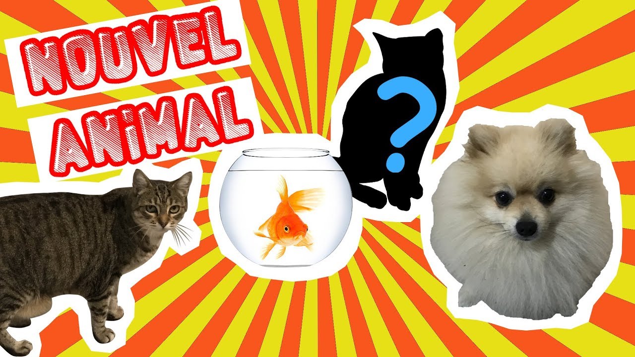 [STORY TIME] - 🐱Un NOUVEAU CHAT !!!🐈 - On vous présente nos animaux !!! - KID STUDIO TEST