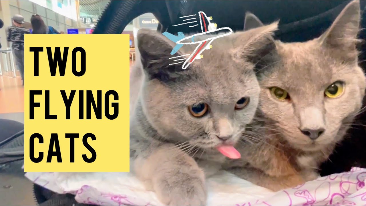 Flying with two cats in cabin | Austrian Airlines | ✈️