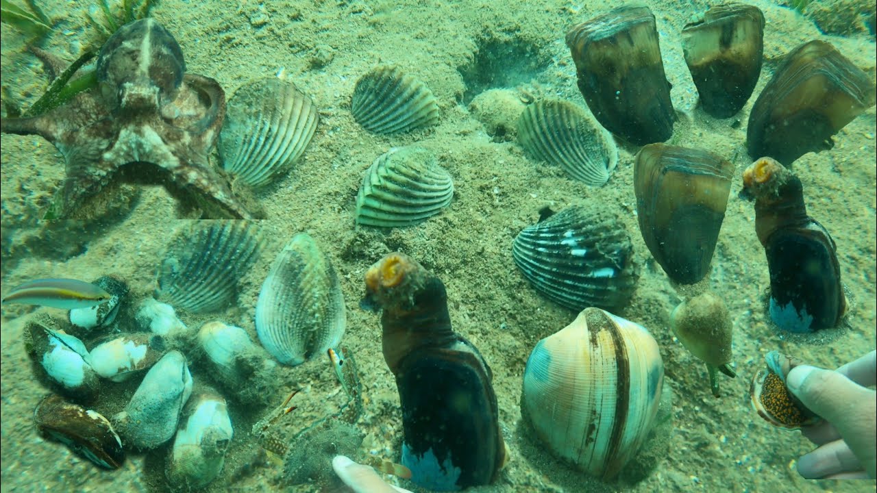 Trúng Bãi Sò Ốc, Bắt Một Chút Kiếm Vài Chục ký Hải Sản