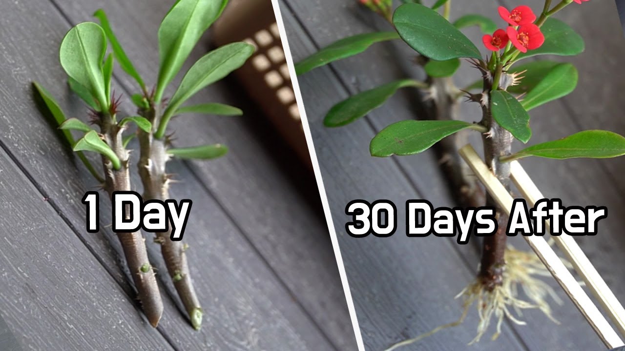 꽃기린 삽목방법♥ 30일이면 뿌리와 꽃이 자라요 ㅣ How to Propagate a Crown of Thorns Plant