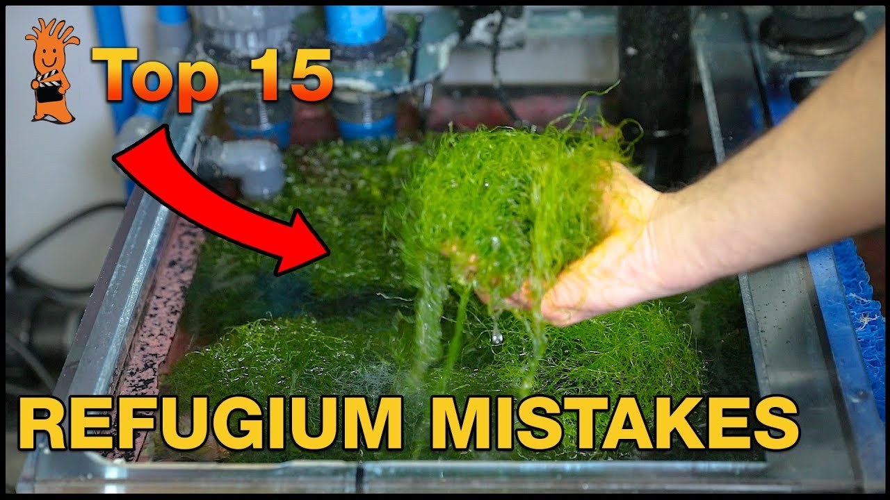 Refugium Mistakes: The WRONG way to set up a refugium.